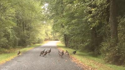 Travels With Charlie: Rafter of Turkeys