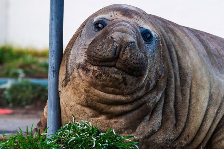Australia Neil the Seal