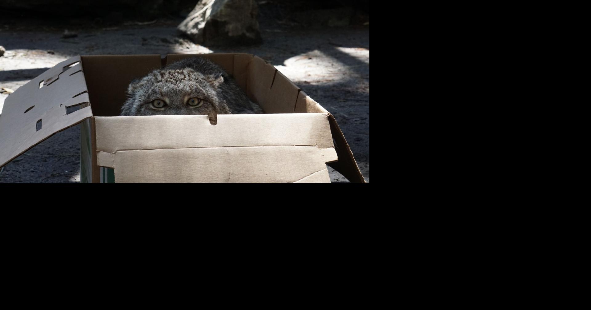 Salisbury Zoo’s Canada lynx Chayne passes