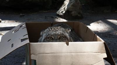 Salisbury Zoo Lynx Chayne