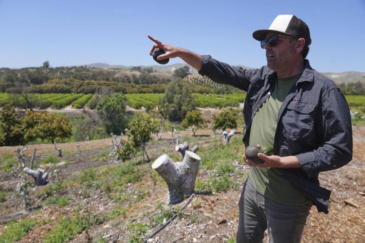 California Avocados
