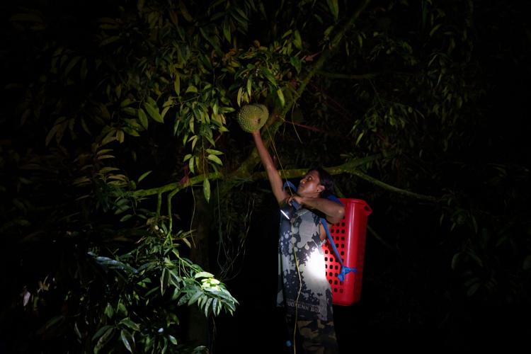 Climate Malaysia Durian
