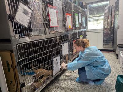 Gtown SPCA thanksgiving