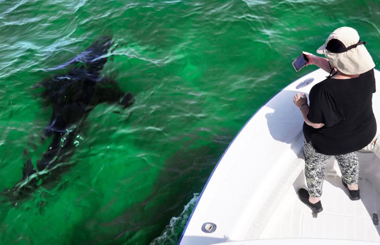 Federal Shark Alerts