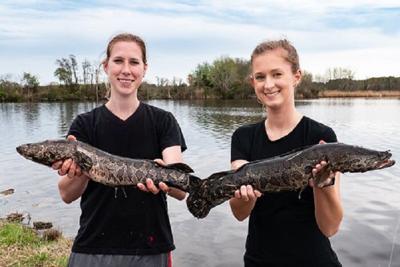 Northern snakeheads