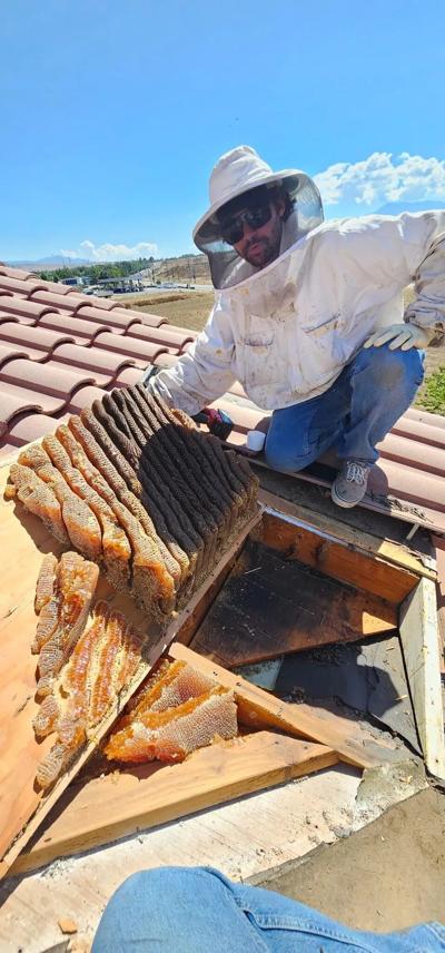 Live Hive Extraction Expands Across Riverside County