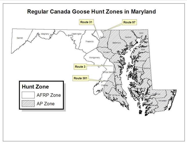 canada goose hunting 2024-25.JPG