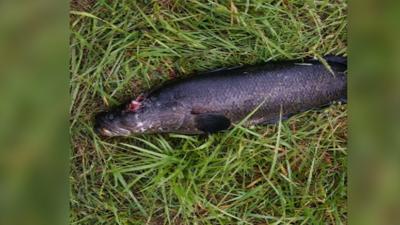 Snakehead Caught in Allen Pond