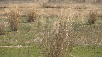 Switchgrass