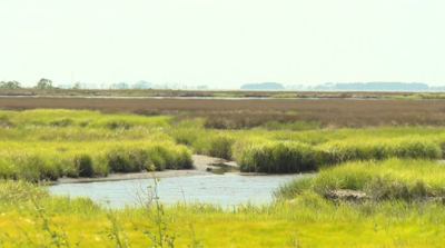 Deal Island living shoreline grant