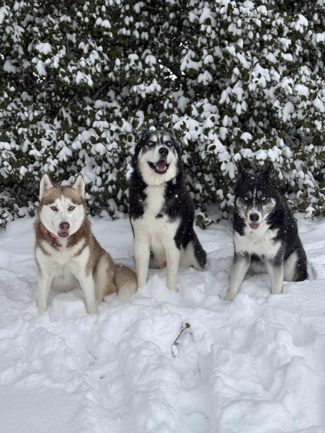 Melissa Smith - Henderson.jpeg