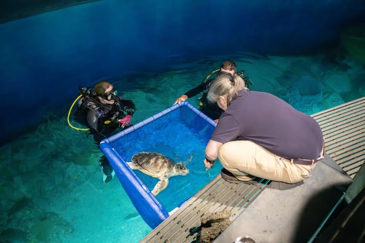 Pecorino, a Kemp's Ridley Sea Turtle