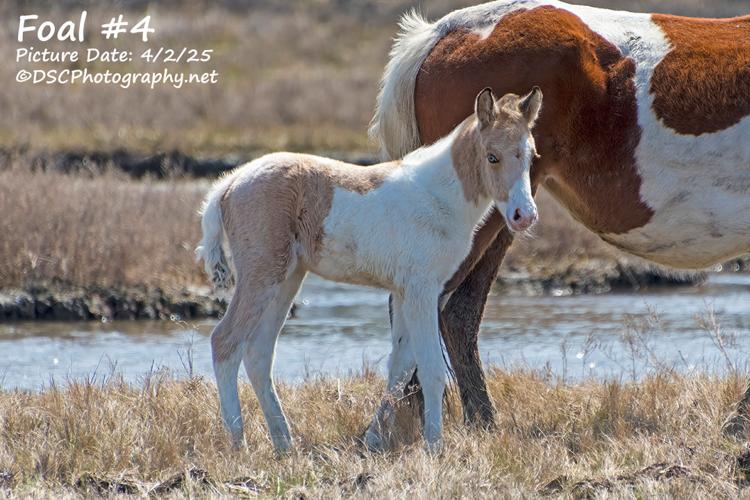 Foal #4
