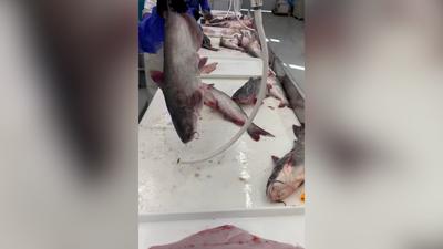 Invasive Fish In Chesapeake Bay Are On Gov. Wes Moore's Radar