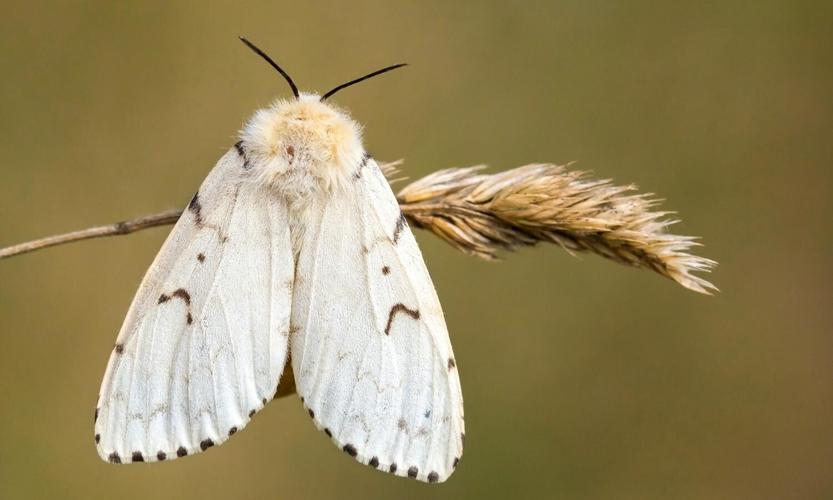 Gypsy moth