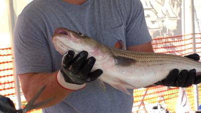 Rockfish or Striped Bass