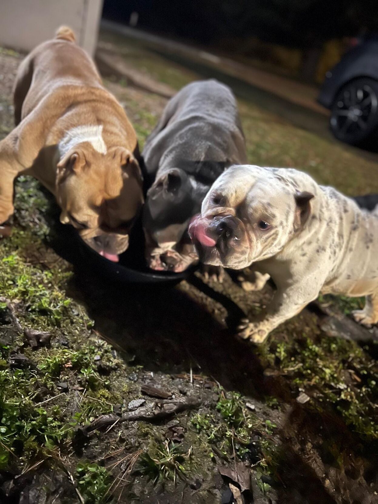 Dogs Stolen From Yard in Frankford