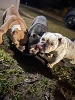 Dogs Stolen From Yard in Frankford