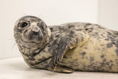 Seal Rescued at Cape Henlopen Recovering Quickly