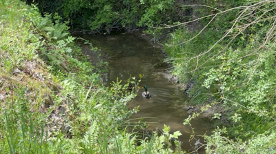Hudson Branch restoration project in Berlin aims to improve water quality and reduce flooding