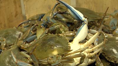 The Most Widespread Chesapeake Bay Dead Zones in 35 Years