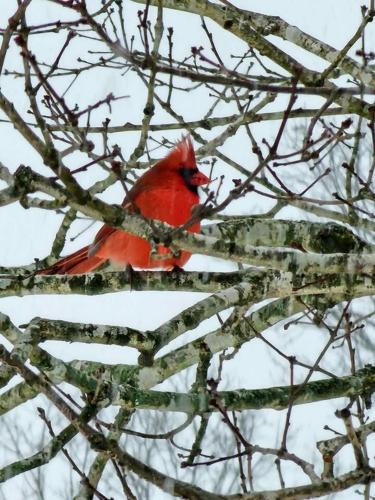 Nicole Ondo Pittsville.jpg