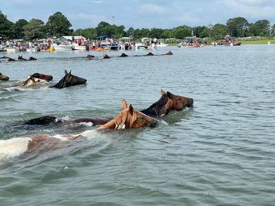 Pony swim 34