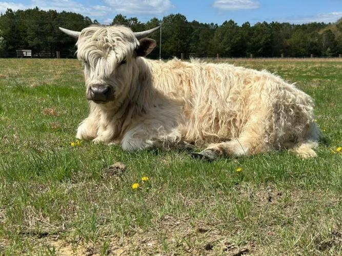 QUEEN ANNES COW 2.jpg