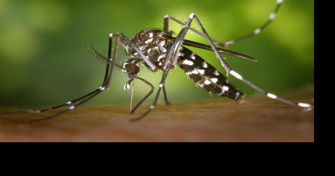 Aerial mosquito spraying planned in western Dorchester County Aug. 13