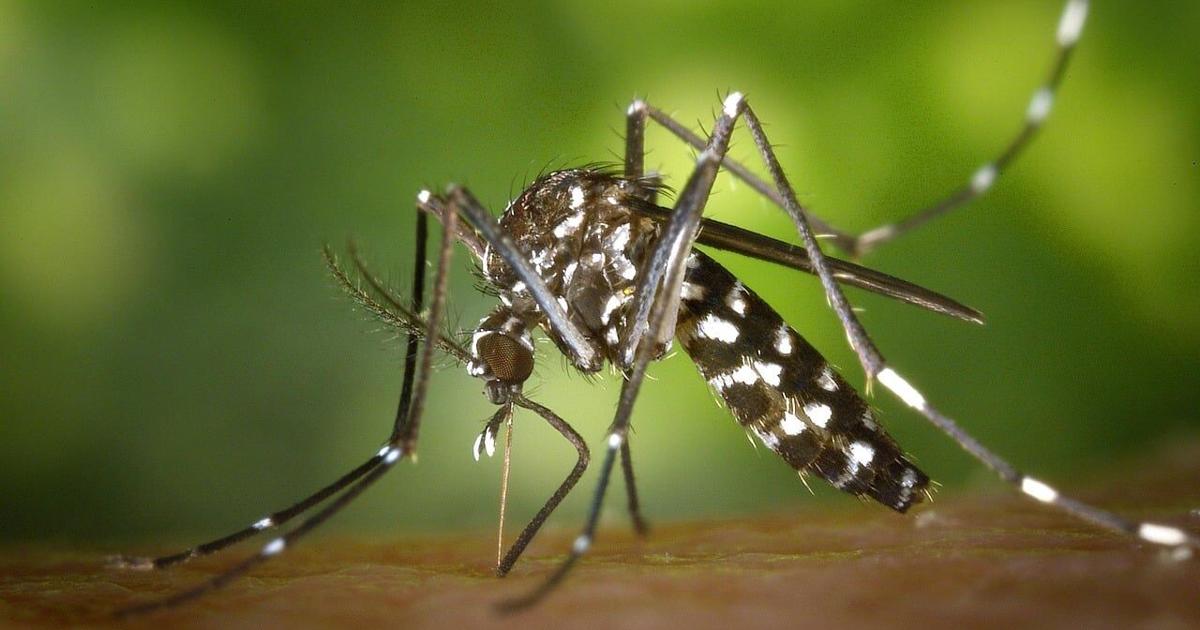 Aerial mosquito spraying planned in western Dorchester County Aug. 13
