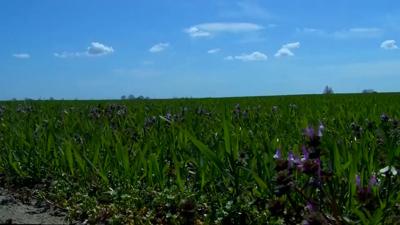 Travels With Charlie: Signs of Spring 2021