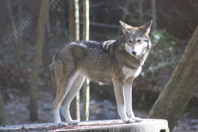 Red Wolf Shiloh