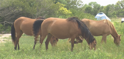 New Details Surface on Assateague Pony Death