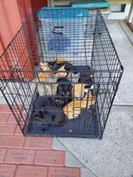 20 Cats Left Outside the Wicomico Humane Society