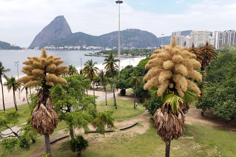 Brazil Palm Tree