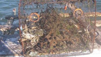 'Ghost Pots' Hurting Chesapeake Bay's Blue Crab Population