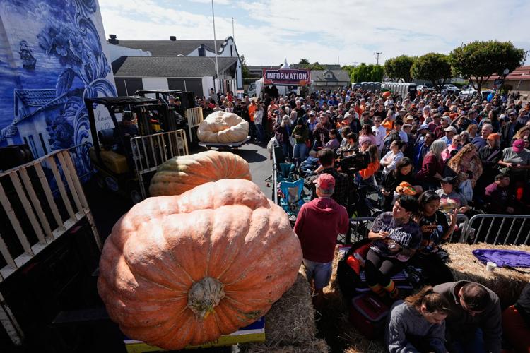 Giant Pumpkin Contest