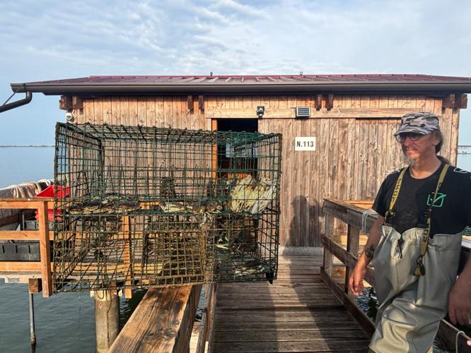 Italy Blue Crab Invasion