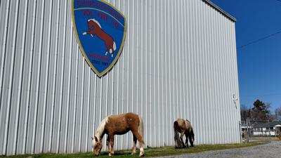 Chincoteague Ponies Cared for by the Volunteer Fire Company