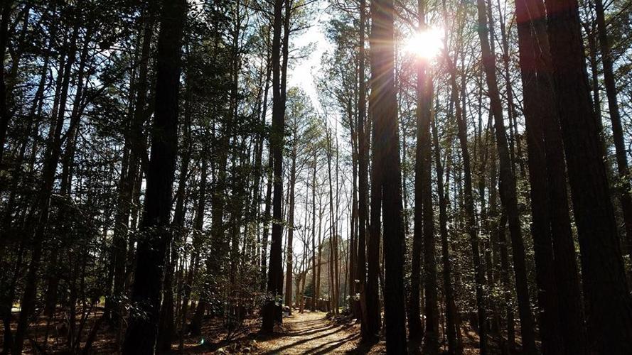 OCFF 2020 – Reggie’s Forest
