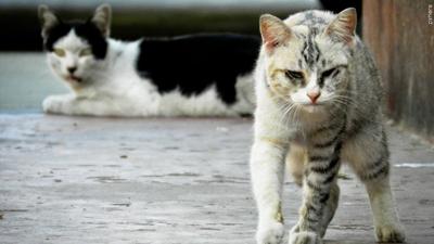 Two feral cats on the street.