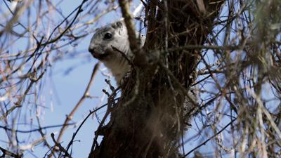 MD And DE Wildlife Organizations Are Relocating Delmarva Fox Squirrels