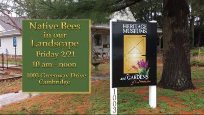 Travels With Charlie: Benefits of Native Bees and How to Attract Them