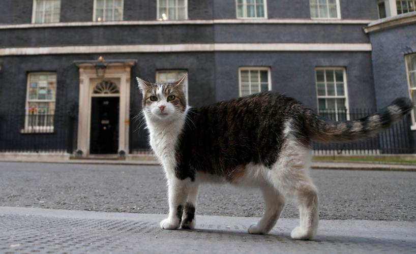 Britain Larry The Cat