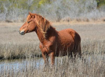 NPS Releases March Results of Assateague Wild Horse Census; Welcomes New Foal