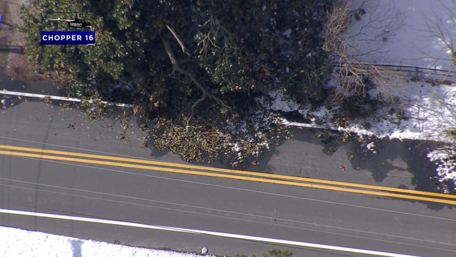 Downed Tree 1