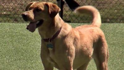 New Dog License Changes in Delaware to Take Effect in 2017