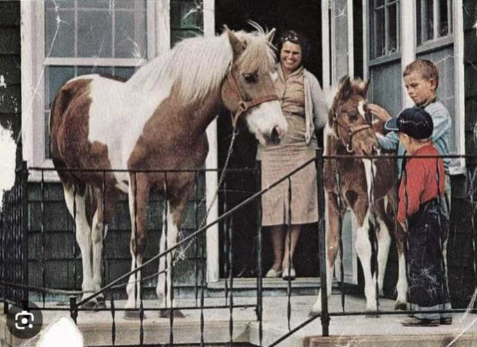 Beebe Family with Misty and Stormy