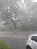 One of two trunks on a large tree are snapped in half during a rainy storm.