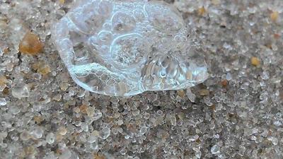 Salps Invade Delmarva Beaches